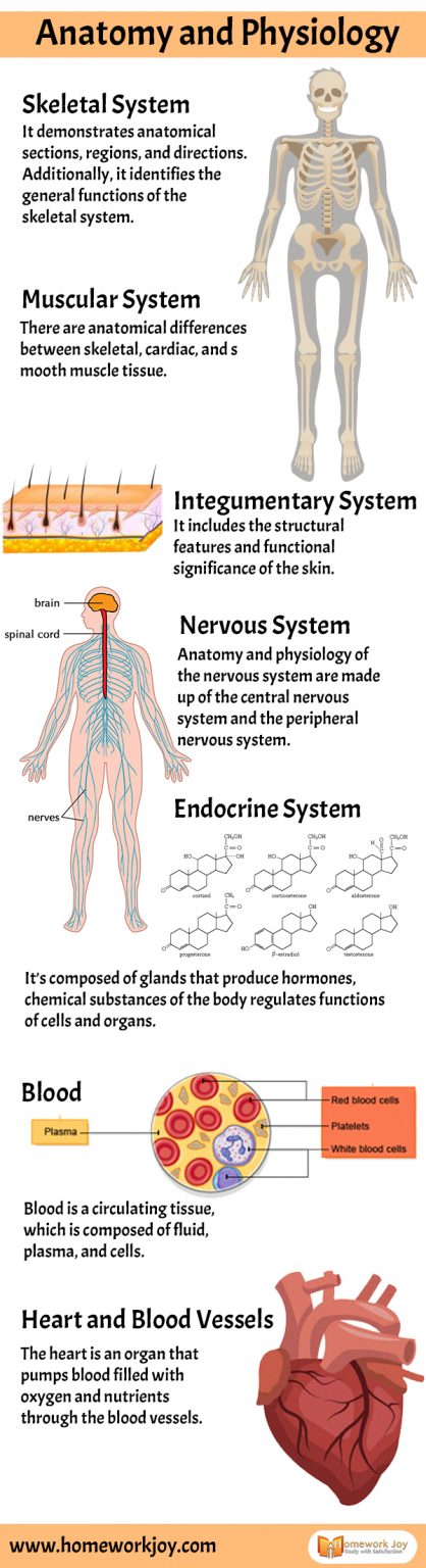 Overview Of Human Anatomy And Physiology | Homework Joy