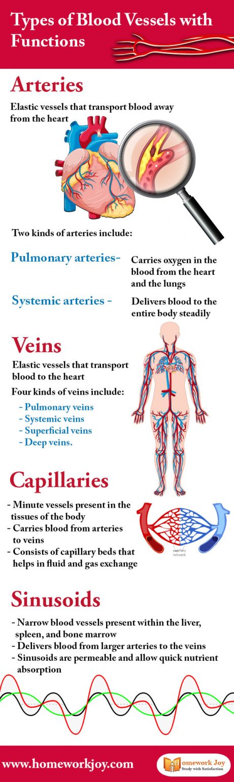 types-of-blood-vessels-with-functions-infographics-homework-joy