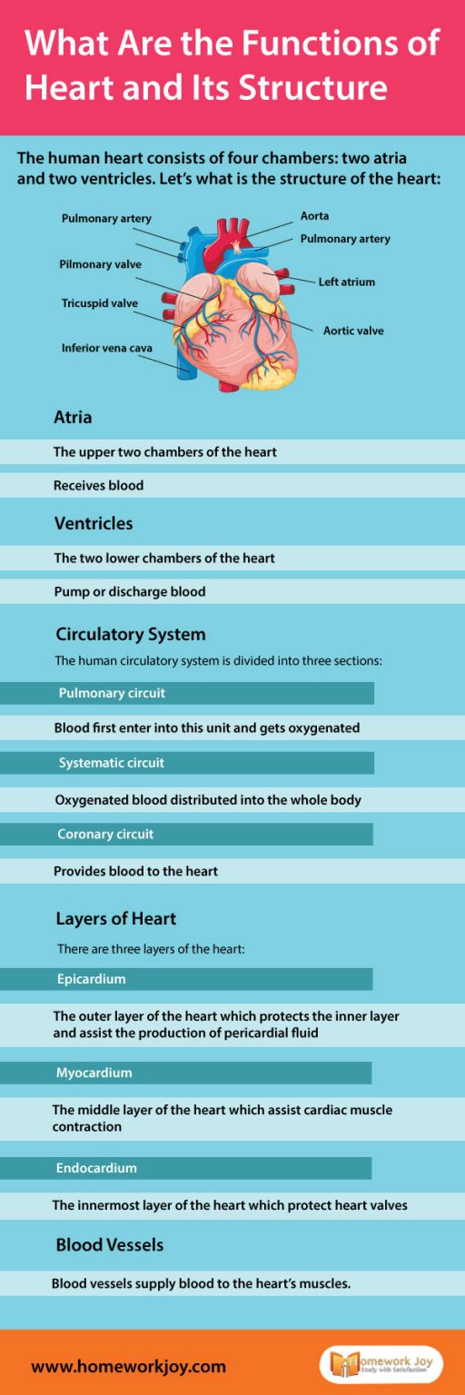 what-are-the-functions-of-heart-and-its-structure-infographics